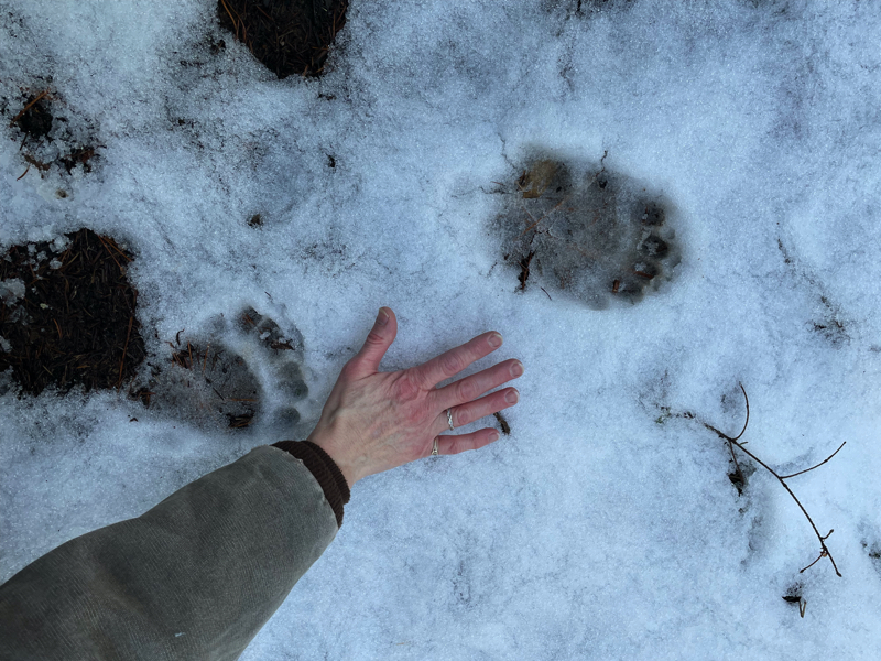 Wildlife at Tim's House